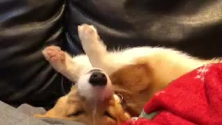 Sleepy corgi puppy wakes up for hooman
