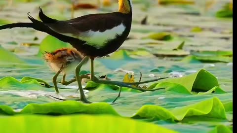 Its feet are too big.#bird #nature❤️❤️💚💚