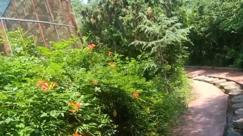 beautiful orange flower