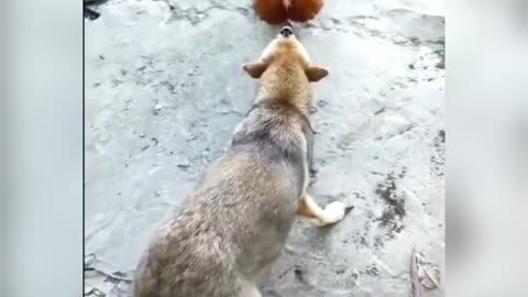 Chicken vs Dog fight 🤣 | funny animal videos