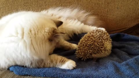 Cat sits on hedgehog