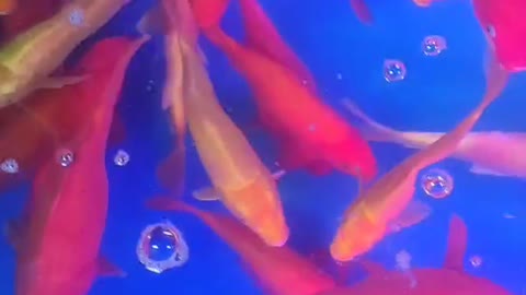 Glittering goldfish