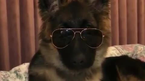 A handsome and cool dog.