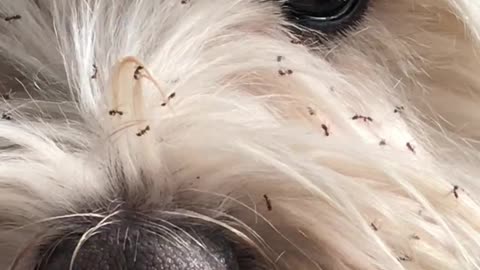 Westie Gets Covered in Ants