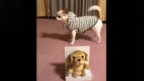 cute cats and dogs being silly