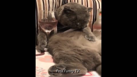 😇 Funny Pets 😇 X Try Not To Laugh Funny Cats & Dogs 😇 | Funny Animal compilation | Pets Funny TV