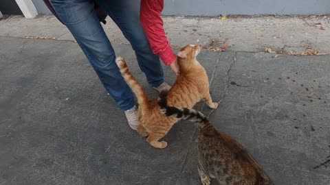 Excited tabby cat meowing loudy