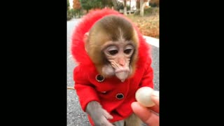 baby monkey perfect dan beautiful