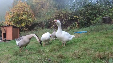 Pet Goose Hugs his Owner but Attacks Everyone Else