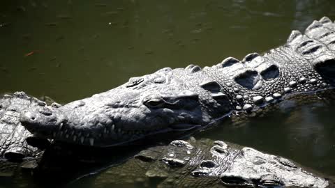 Crocodile resting in the swamp