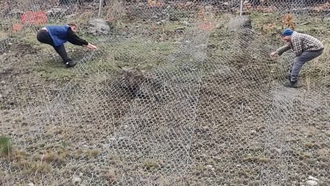 Doe Saved From Underneath Fence