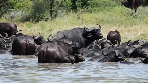 Group of African water buffalo||| in a pond rare view'