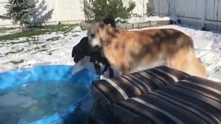 Dogs play with slabs of ice from kiddie pool