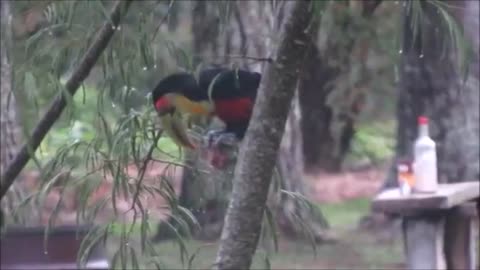 Toucan devouring a bird - (Ramphastos dicolorus) - Green-billed toucan