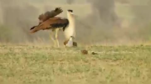 Mating of the Great Indian Bustard.