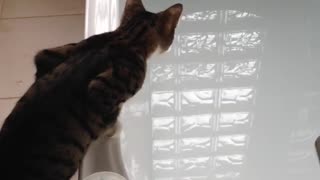 Curious Cat Learns About Water the Hard Way