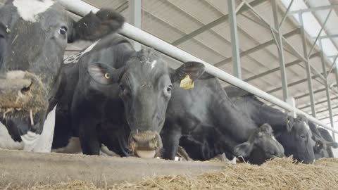 Dairy cows eating hay in a large stable on a dairy farm