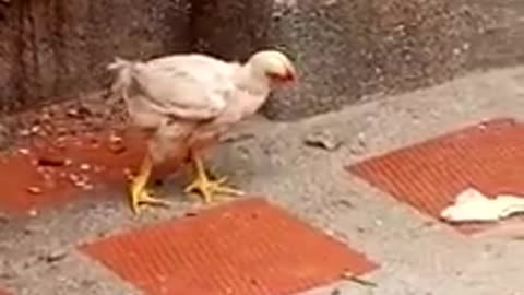 El pollo mas astuto que he visto JAJAJA