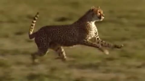 WORLD’S FASTEST ANIMALS FAIL! Grant’s Gazzele Take Down Cheetah With Horns, Lion Hunt Imapala Fail