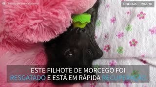 Filhote de morcego é resgatado na Austrália