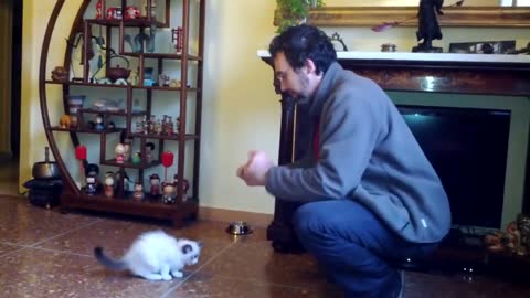 Hercules and the Cat Clicker Training: