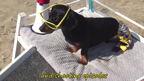 Ep 2- Crusoe the Dachshund Lifeguard - Funny Dog at the Beach!