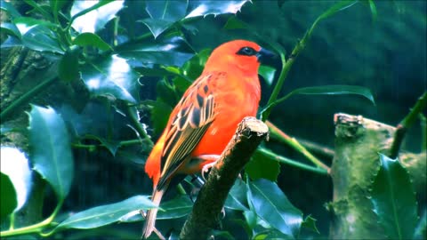 Red Fody bird