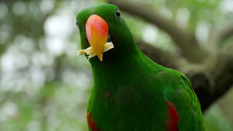 Parrot eating close up