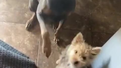 He Knows They Won’t Get A Treat Until They Both Sit 😂