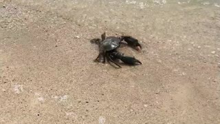 Returning a Lost Crab to the Ocean