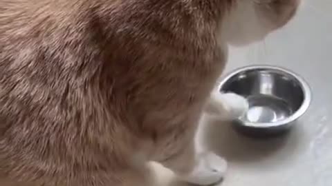 Human, My Bowl Is Empty, Cat Need Food