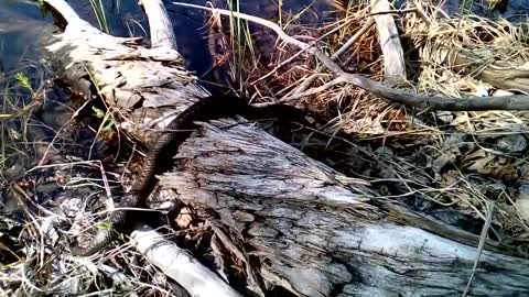 Adder In forest