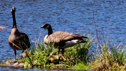 Canada Geese