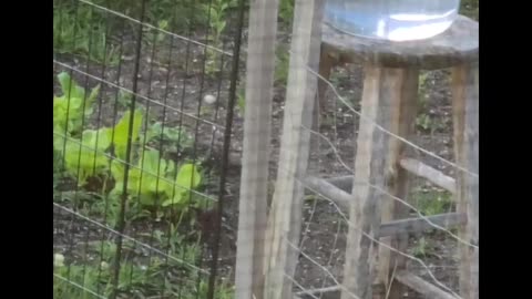 Watch this adorable Robin taking a bath as Sparrow crashes the party! (Enlarge video for best viewing)