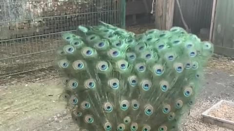 Watch how the peacock opens its beautiful feathers