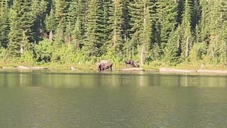 Bonanza Lake Moose 1