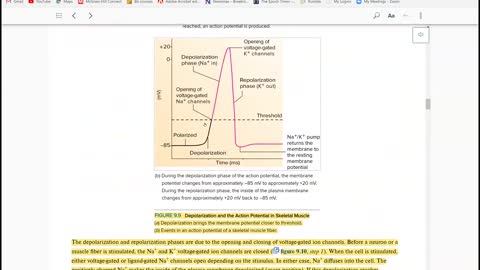 Anatomy & Physiology 1 - Ch. 9 Skeletal Muscle Physiology part 2 of 4