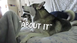 Husky Throws A Hissy Fit!