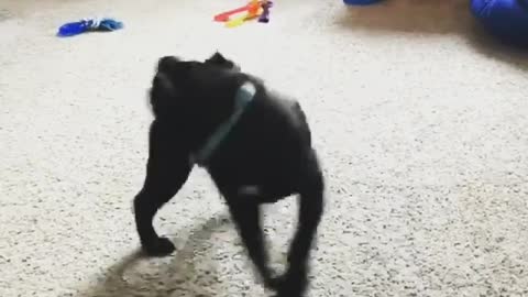 Pug obsessed with chasing his tail