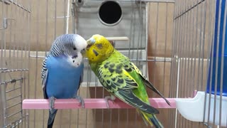 Female parakeet take care by his male friend