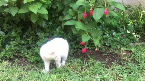 Cat eating luchi