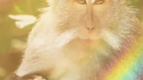 Monkey Cute video.