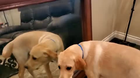 Labrador Puppy Seeing and Reacting to a Mirror For the First Time