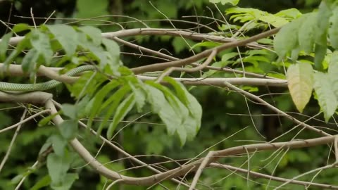 The Amazing Paradise Flying Snake