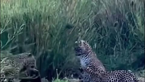 Do you know what the animal was that scared these three leopards?