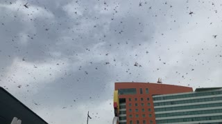 Locust Swarms Coat the Skies of Saudi Arabia