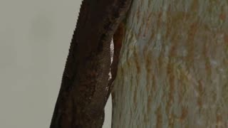 Lizard Hanging Out on a Papaya Tree