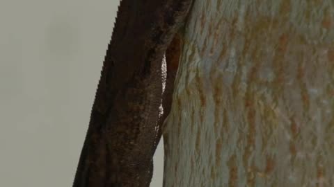 Lizard Hanging Out on a Papaya Tree