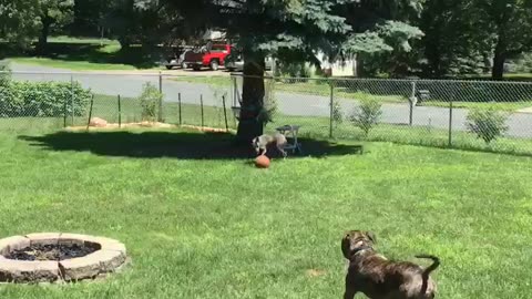 Playing fetch with big basketball