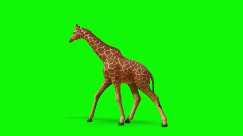 composite video of green screen keying animal giraffe walking